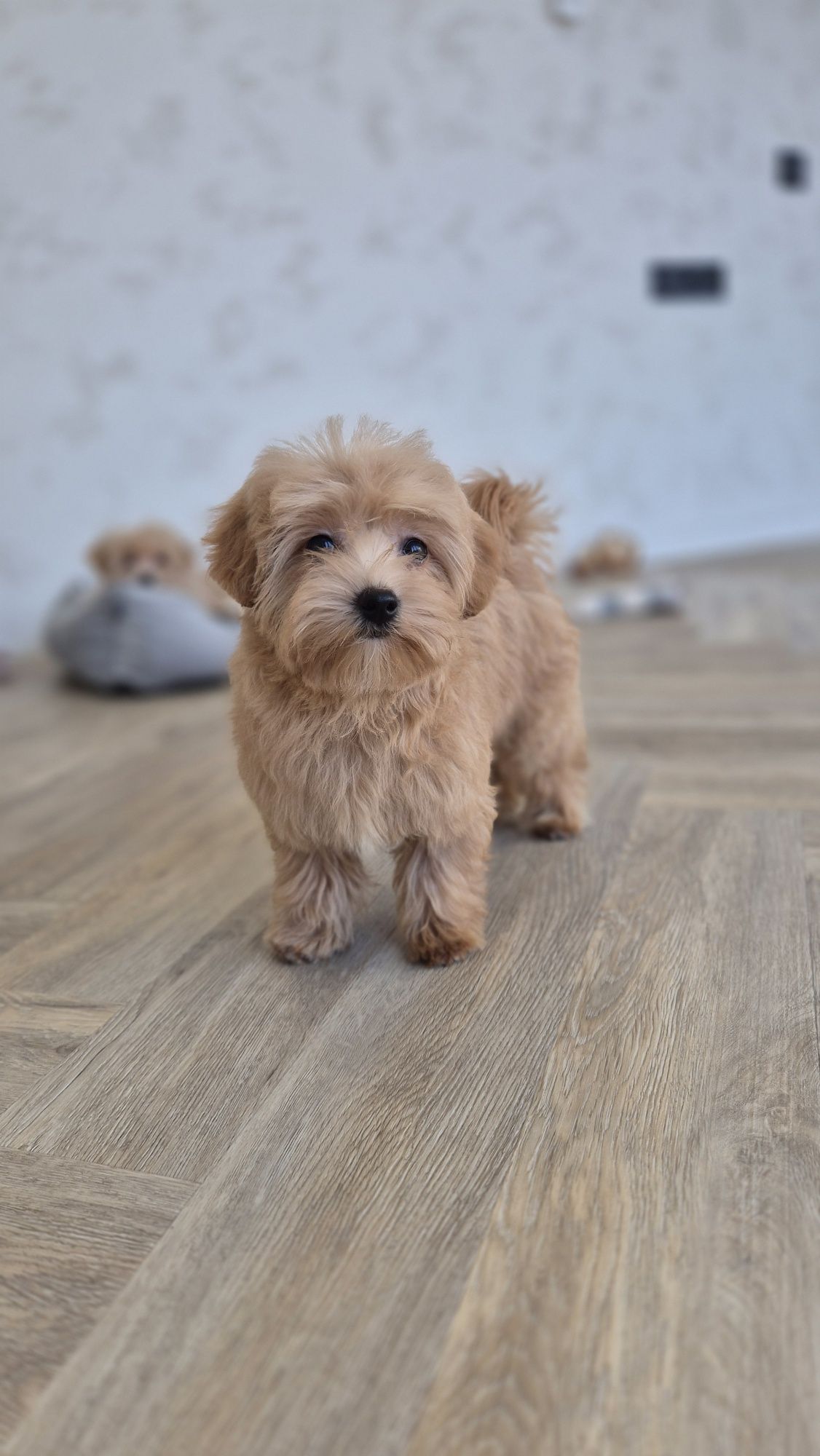 Мальтипу Ф1 дівчатка з доставкою. Maltipoo F1