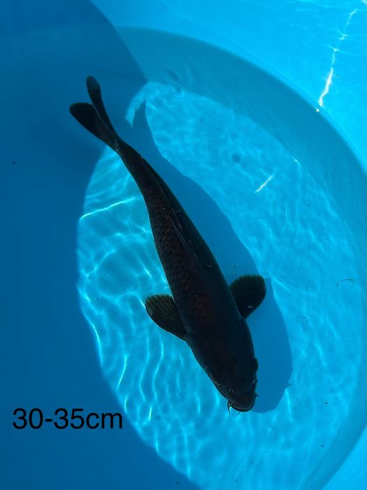 Carpas Koi Chagoi 20-55cm - PROMOCAO BLACK FRIDAY