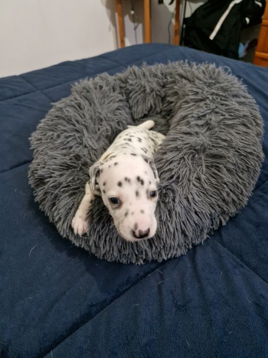 Dálmata lindíssimo