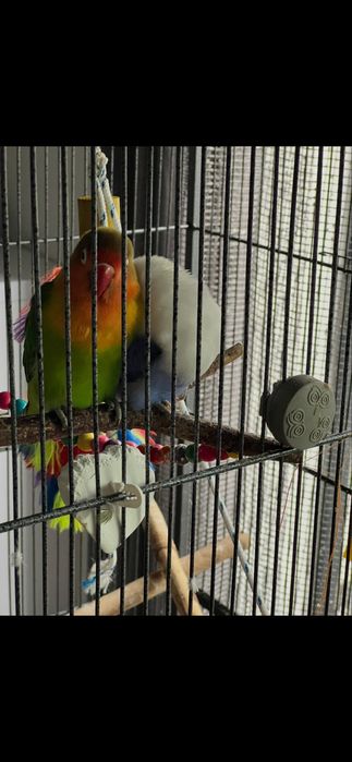 Nierozłączki, samica / druga ręcznie karmiona