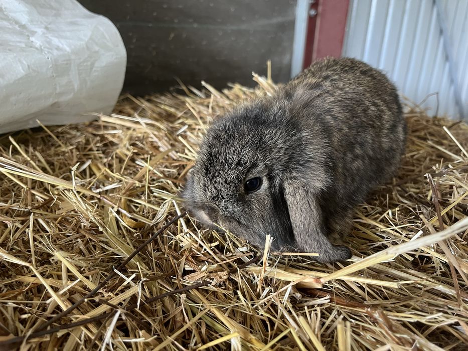 Coelhos anões de várias cores