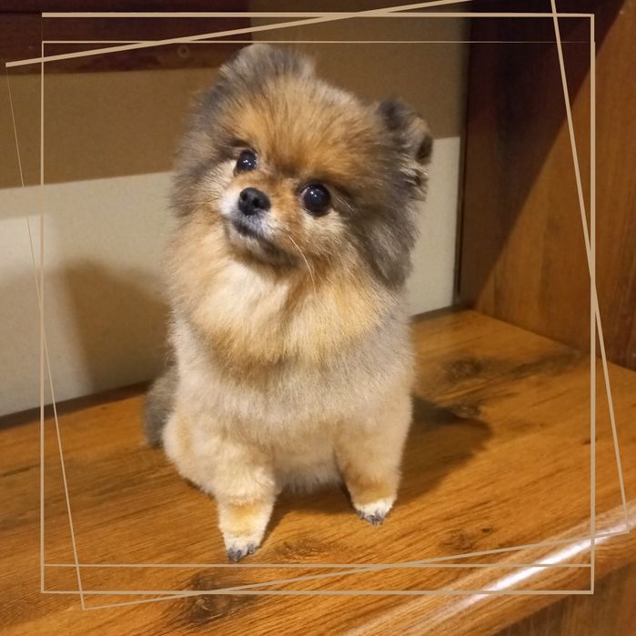 Стрижка собак мелкие и средние породы. Груминг на Кацарской