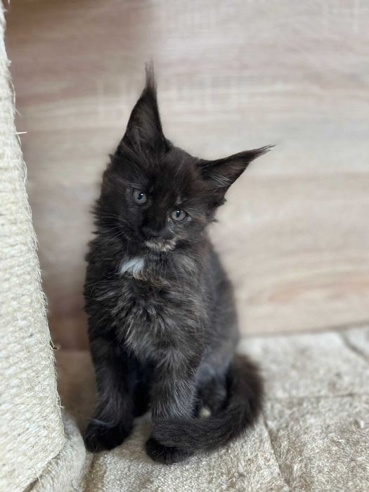 Kotka Maine coon f 09 linia shaded