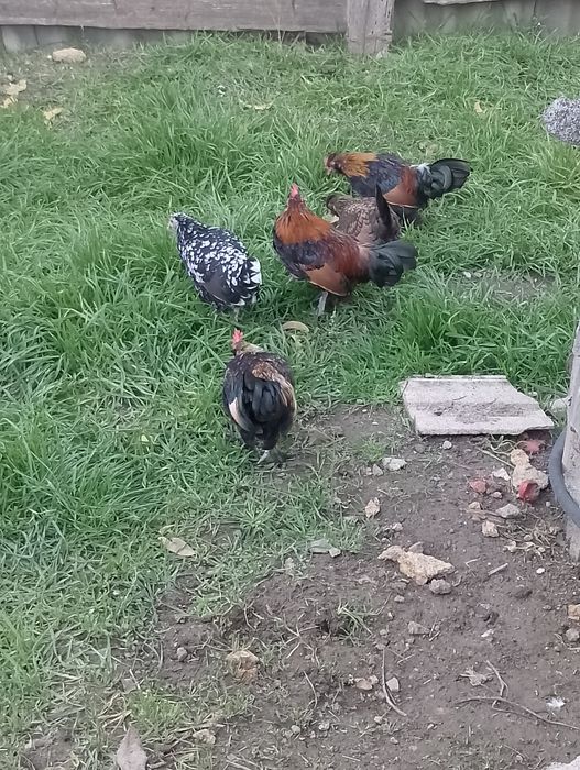 Карликові півні .