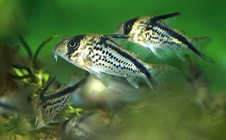 Corydoras Loxozonus MASSON