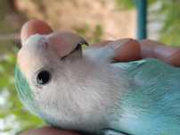 Aves (agaporni) vendo