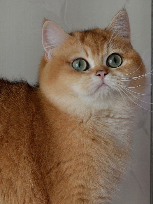 Котята висловушки золото