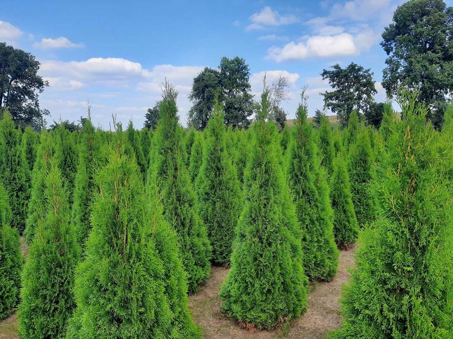 Thuja Smaragd 160,180,200,220 cm! Tuja Szmaragd! Sadzimy tuje! Dowóz!