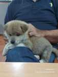 Akita inu japonês femea
