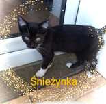 Kotka Śnieżynka 4m