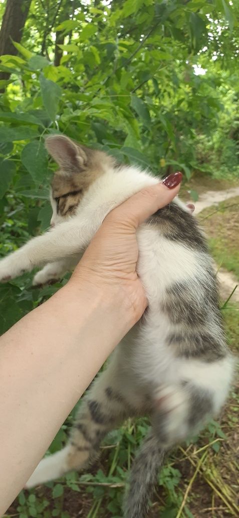 Роздаємо кошенят віком приблизно 1,5 міс.