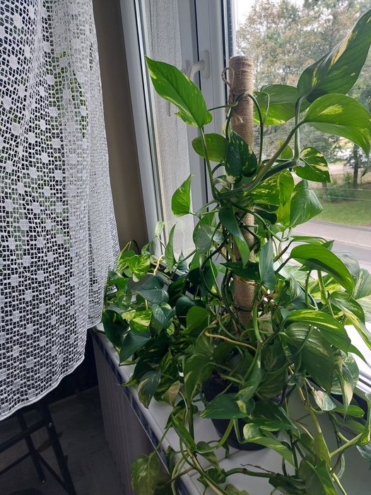 Epipremnum kwiat domowy duży