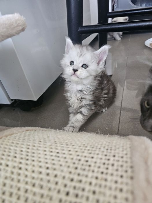 Śliczny kocurek Dexter  Maine Coon ns z linii shaded ns