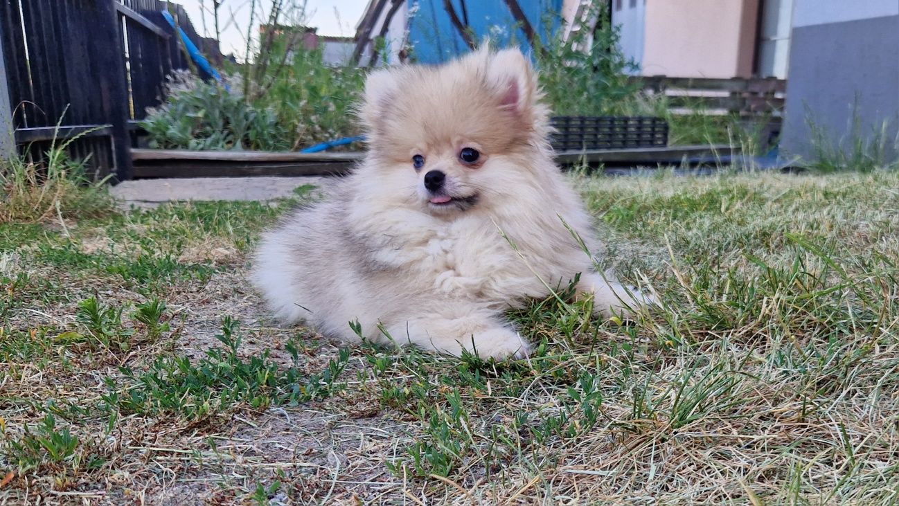 Pomeranian szpic miniaturowy