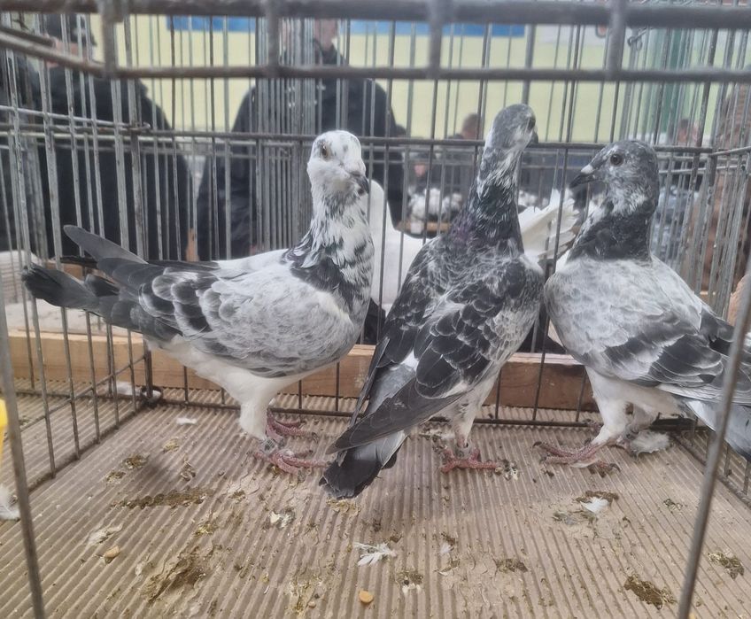 Młode gołębie pocztowe 3, 4 lęg, szpaki