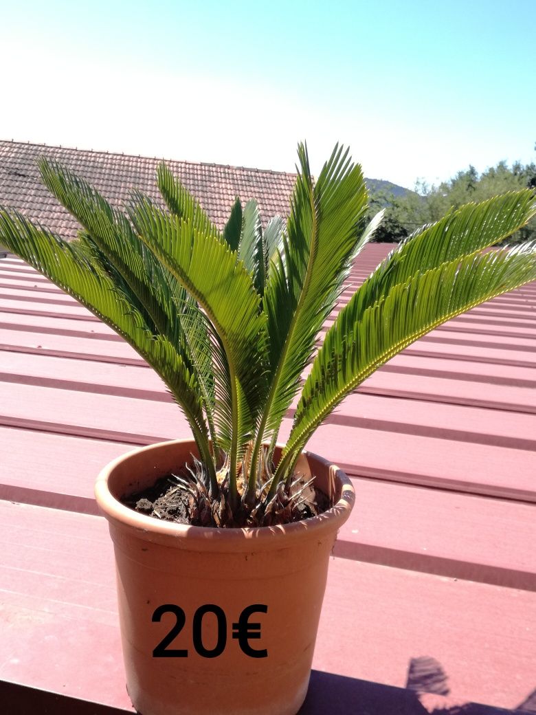 Plantas sica desde 10€