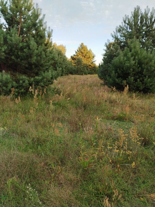 Działka rolno-inwestycyjna na sprzedaż