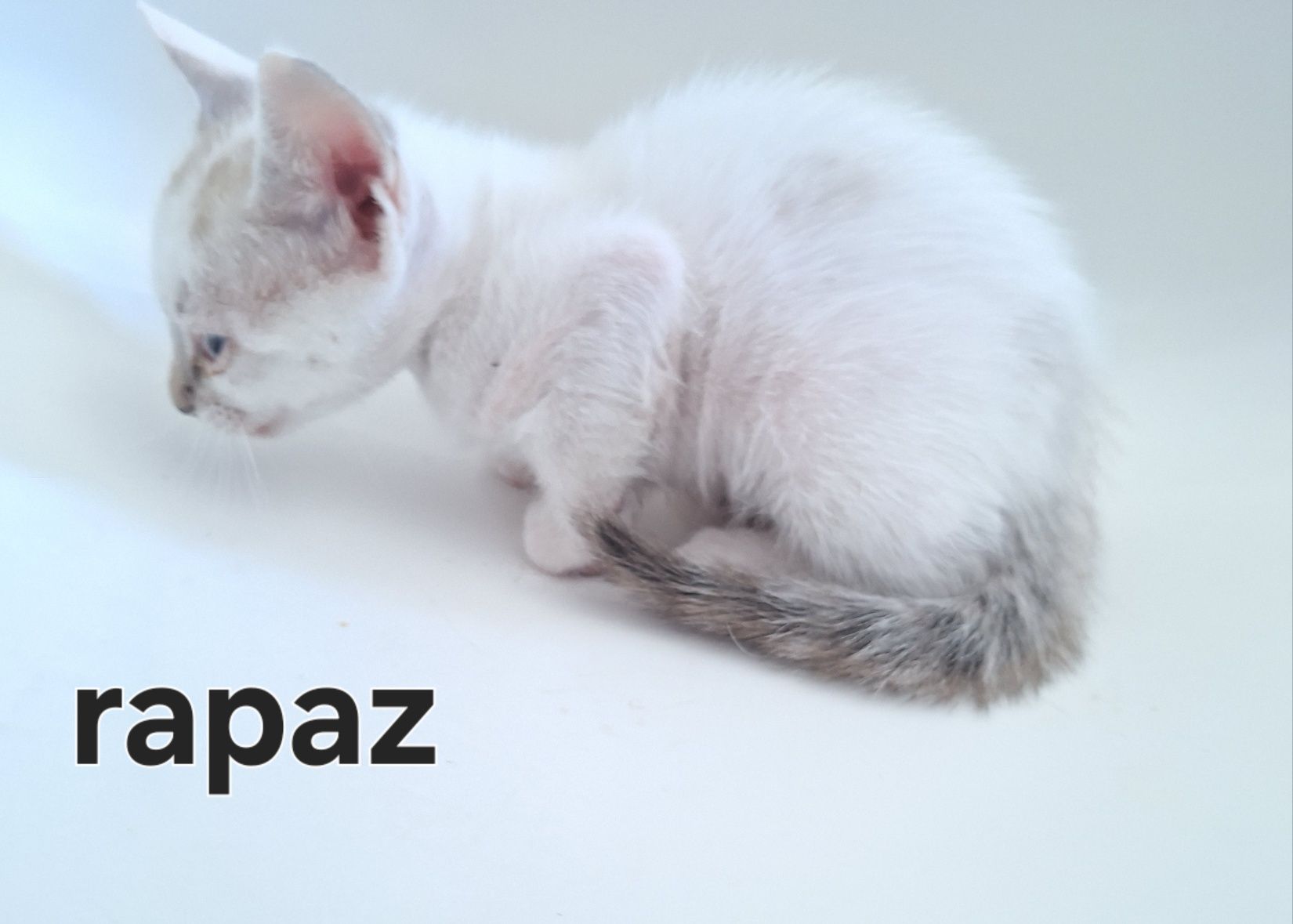 Gatinhos bebés adopção responsavel