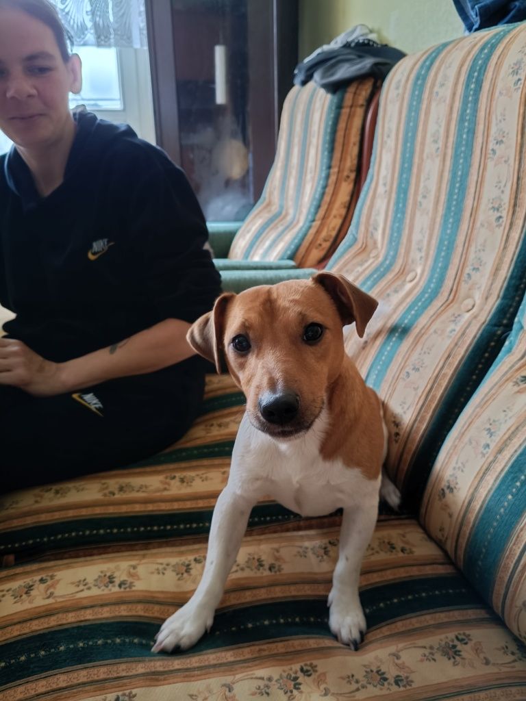 Oddam 2 letniego psa tofika w dobre ręce  dlatego że nie dogaduje się