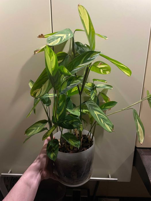 Ктенанта Мозаїка Ctenanthe Lubbersiana ‘Golden Mosaic’