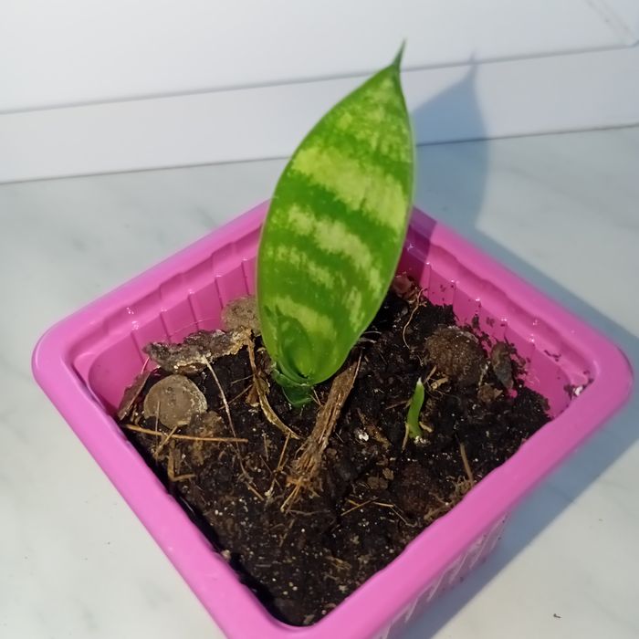 Sansevieria trifasciata ładnie ukorzeniona