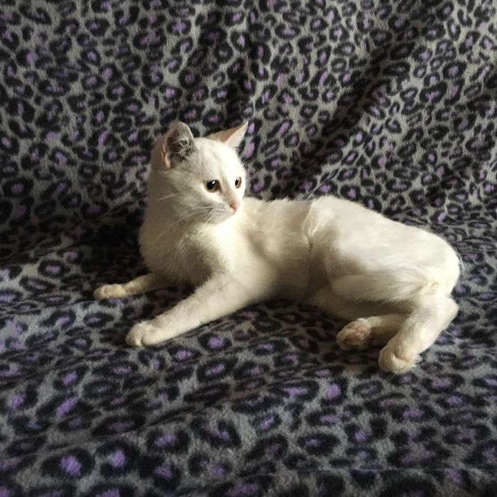 Белая кошечка Герда