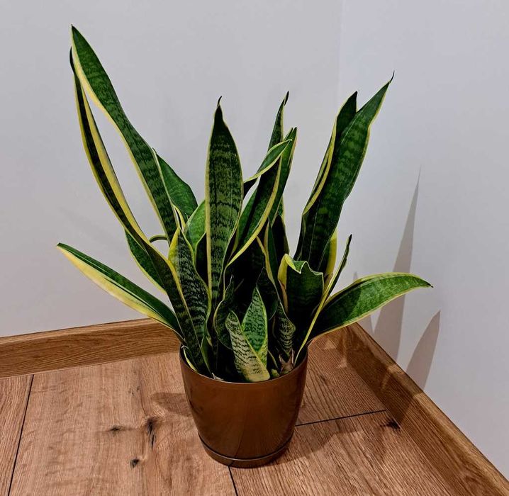 Sanseviera - Piękny kwiat doniczkowy wraz z doniczką . Wysokość 50 cm.