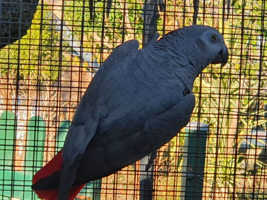 Casal  reprodutor papagaios  cinzentos