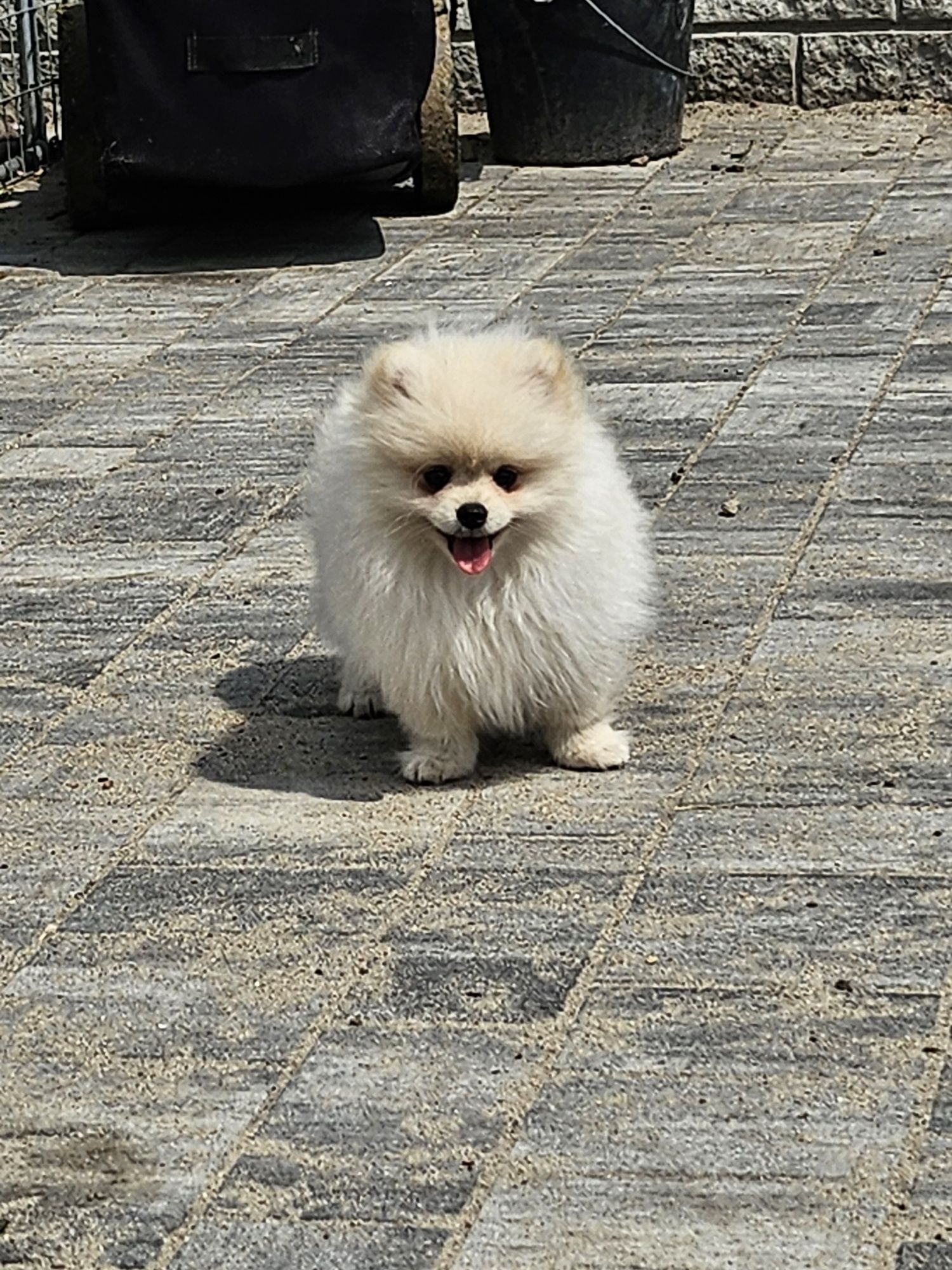 Szpic miniaturowy pomeranian FCI