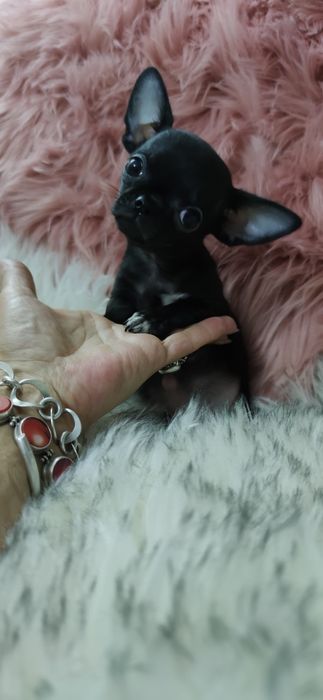 *** Gotowy Do Odbioru *** Cudny Czarny Mini Chihuahua ***