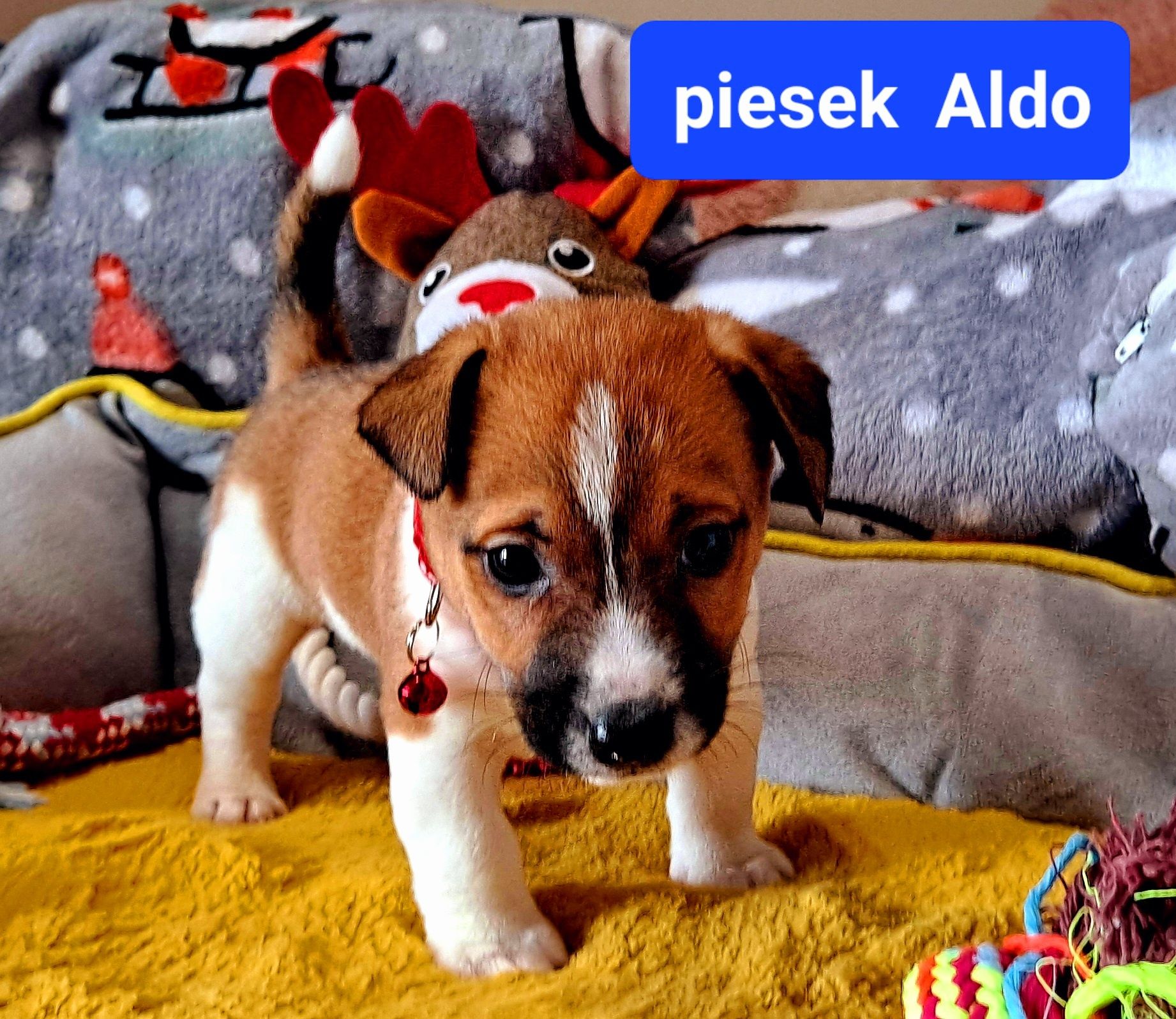 Maleńki Aldo !!! Jack Russell Terrier RODZICE W HODOWLI  odb. 28 marca