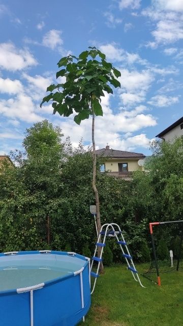 KARPY Paulownia Oxytree Paulovnia Paulownia Drzewo Tlenow 2 LETNIE !!