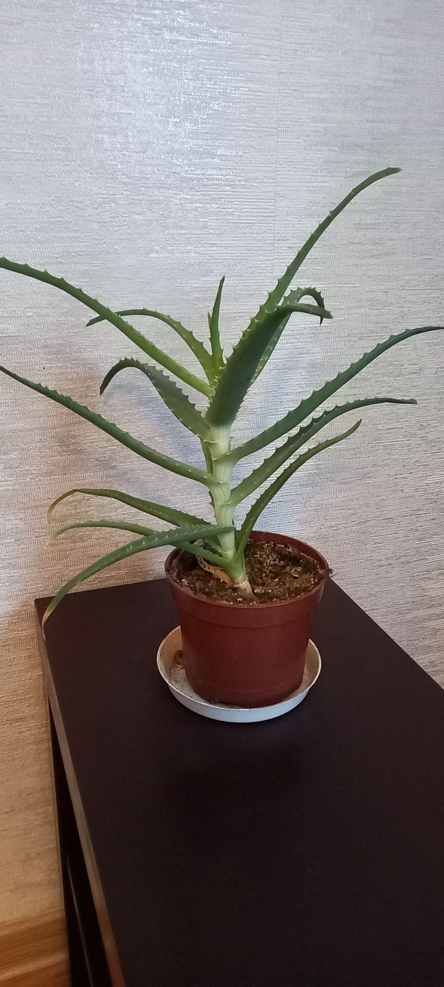 Aloes - kwiat doniczkowy - odbiór osobisty