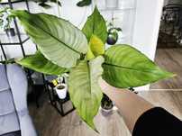 Spathiphyllum skrzydłokwiat split milk ghost platinum mist