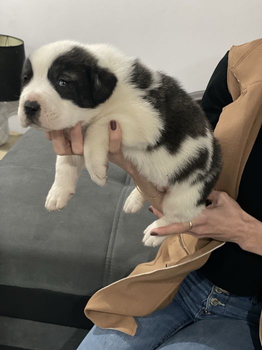 Owczarek srodkowoazjatycki