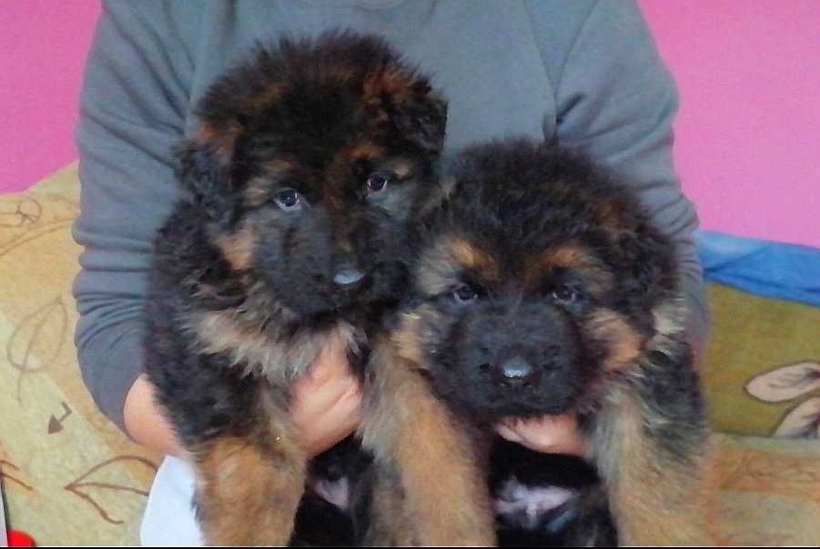 Owczarek Niemiecki Długowłosy