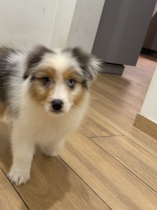 Owczarek australisjki FCI- pies gotowy do nowego domu