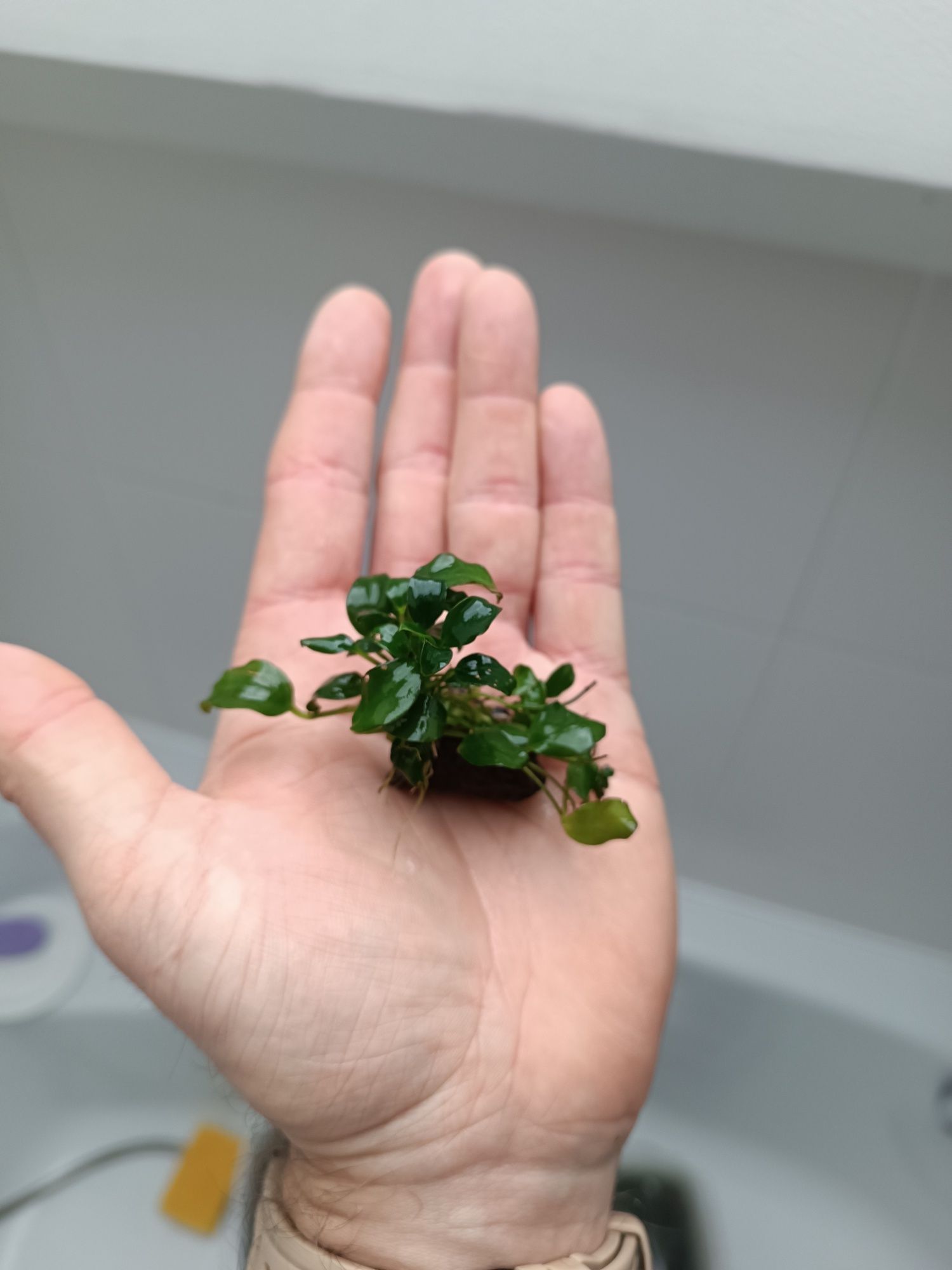 Anubias nana bonsai. Akwarium