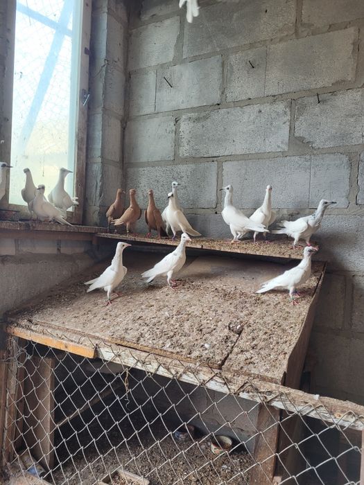 Gołębie Wiedeńskie białe