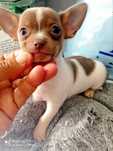 Chihuahua de bolso linha Russa de Top