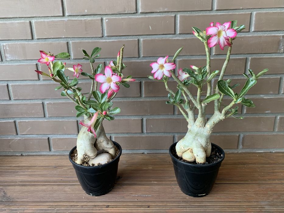 Адениум ( Роза пустыни )