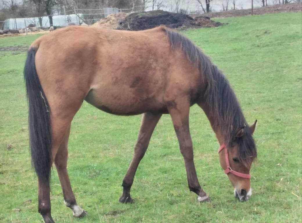 Sprzedam ogiera czystej krwi arabskiej PRIAM DOBRZYNIEWO