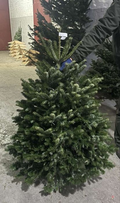 Новорічна ялинка, Ялиця Нордмана, Пихта Нордмана