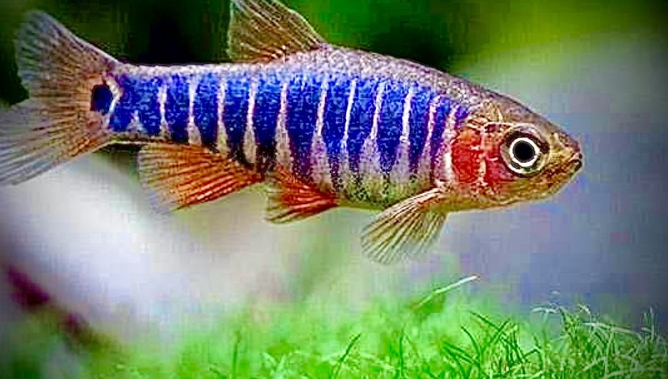 Danio erythromicron zwana również koliberkiem