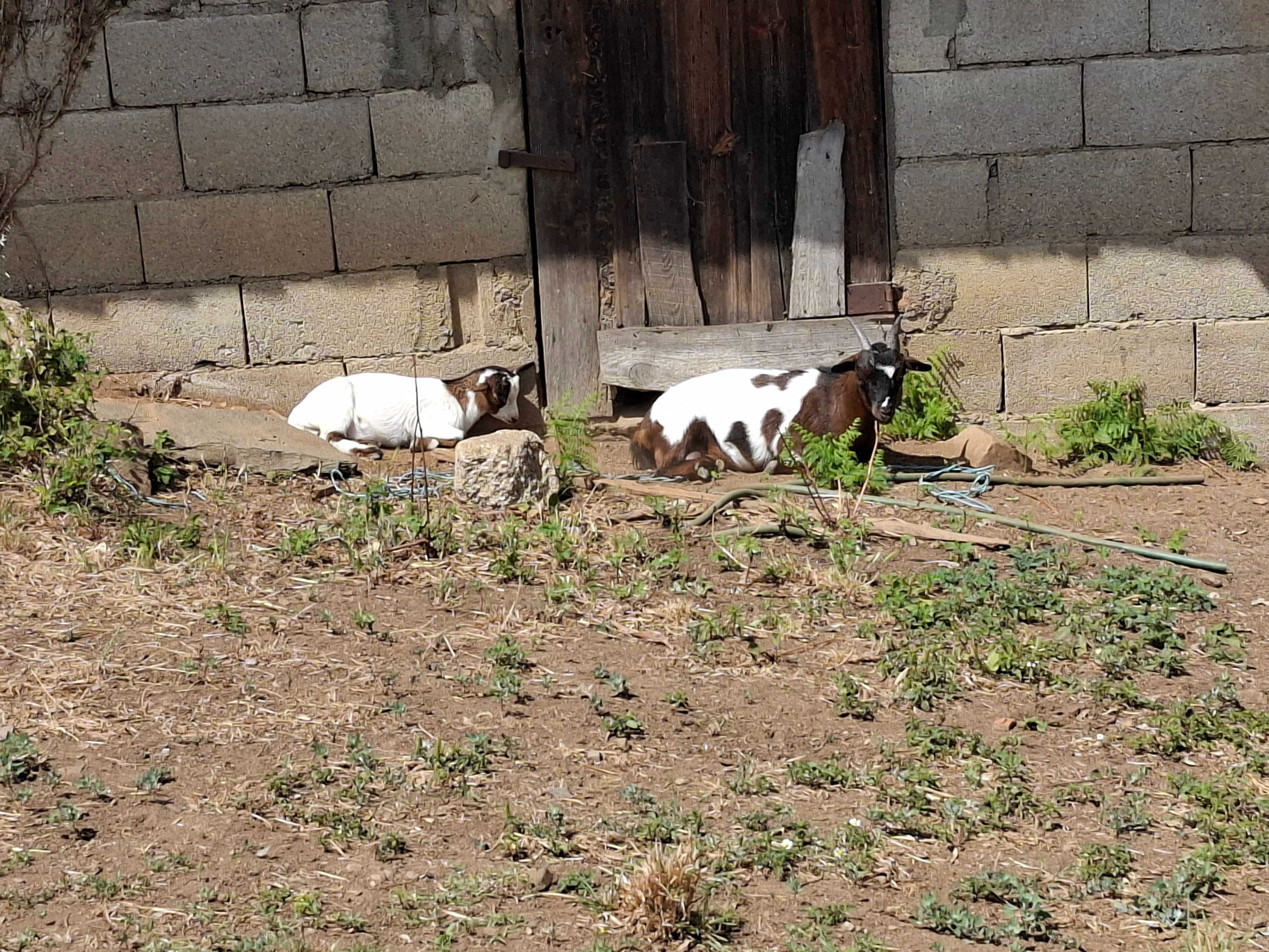 Cabras anãs para venda