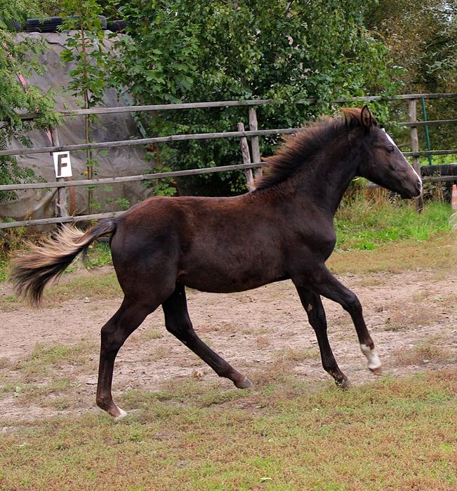 Fly To The Blue  3/4  klacz american paint horse quarter horse