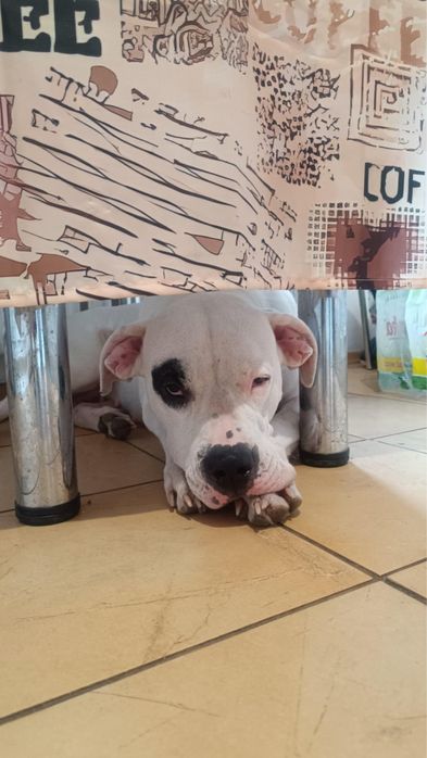 Do adopcji sunie dog argentyński