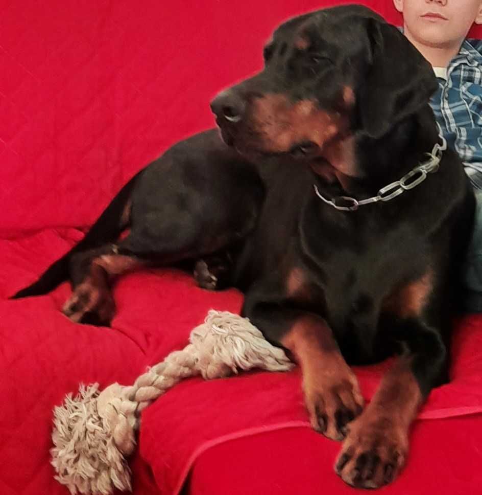 Doberman. Osowa przy Auchan Spacerowa zaginął Doberman