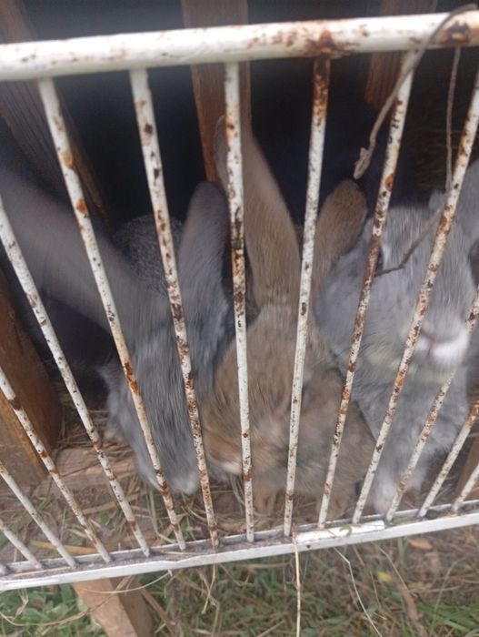 Кроленята два місяці і менша