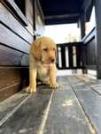 Labrador Retriever Biszkoptowy Piesek !!!